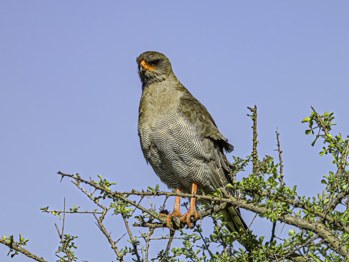 Dark Chanting-Goshawk - ML618753176