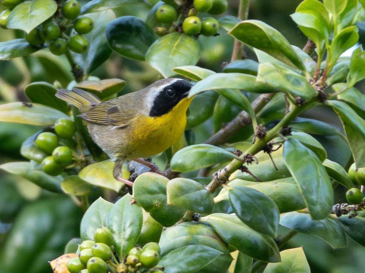 Common Yellowthroat - ML618753237