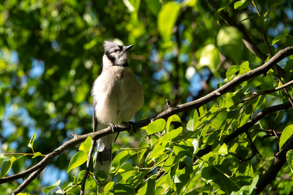 Blue Jay - ML618753256