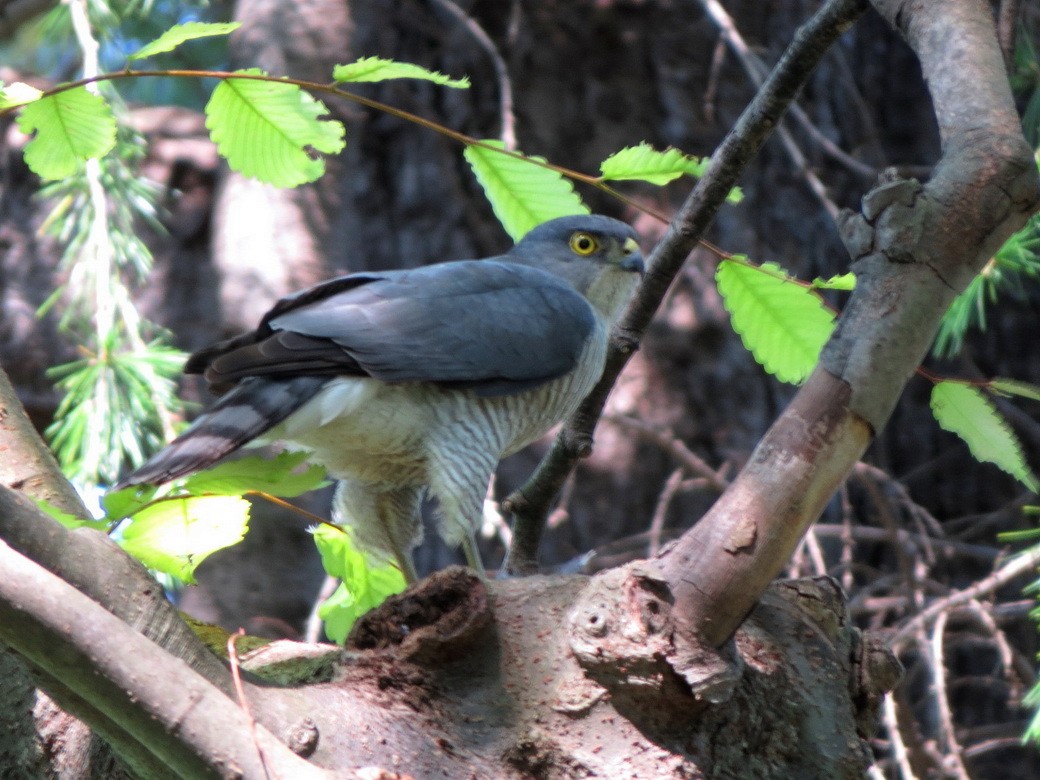 Japanese Sparrowhawk - ML618753269