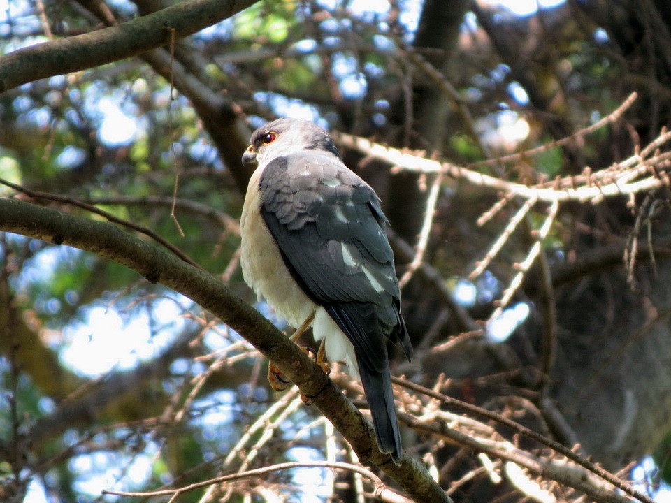 Japanese Sparrowhawk - ML618753275