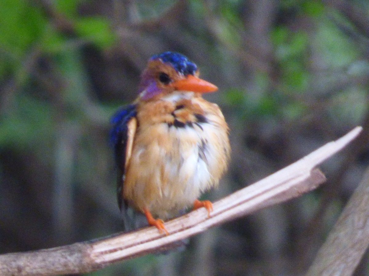 African Pygmy Kingfisher - ML618753310