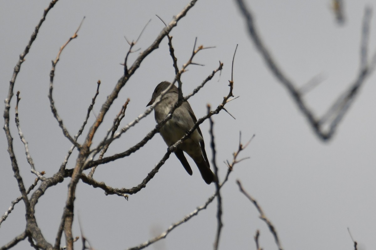 Western Wood-Pewee - Colin Dillingham