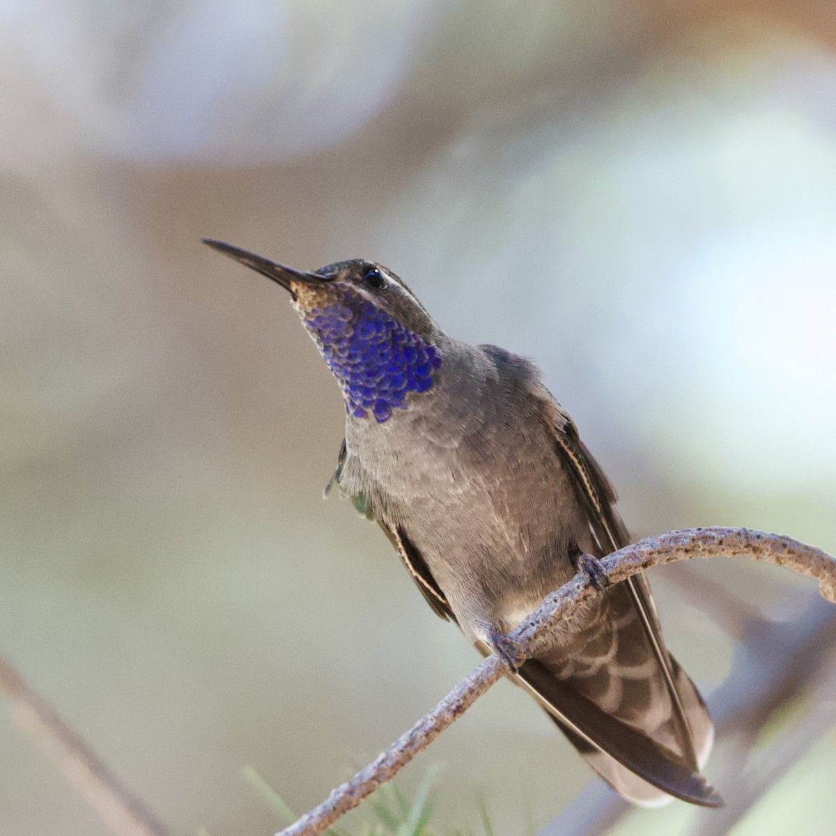 Blue-throated Mountain-gem - ML618753382