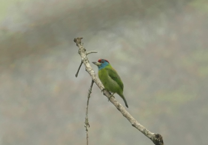 Mavi Boğazlı Barbet - ML618753455