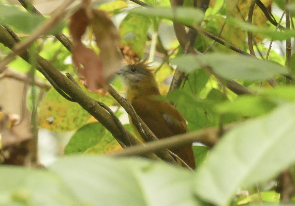 White-throated Bulbul - Jean-Paul Boerekamps