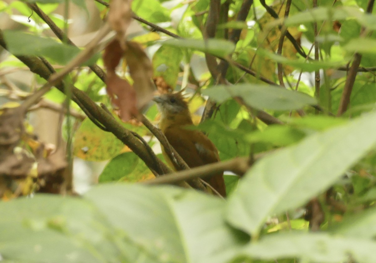 White-throated Bulbul - Jean-Paul Boerekamps