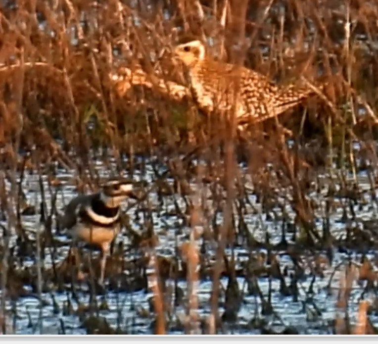 Pacific Golden-Plover - ML618753497