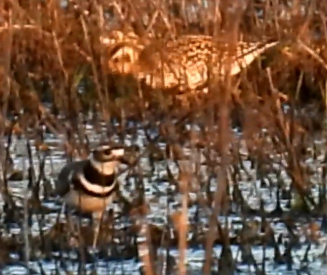 Pacific Golden-Plover - ML618753501