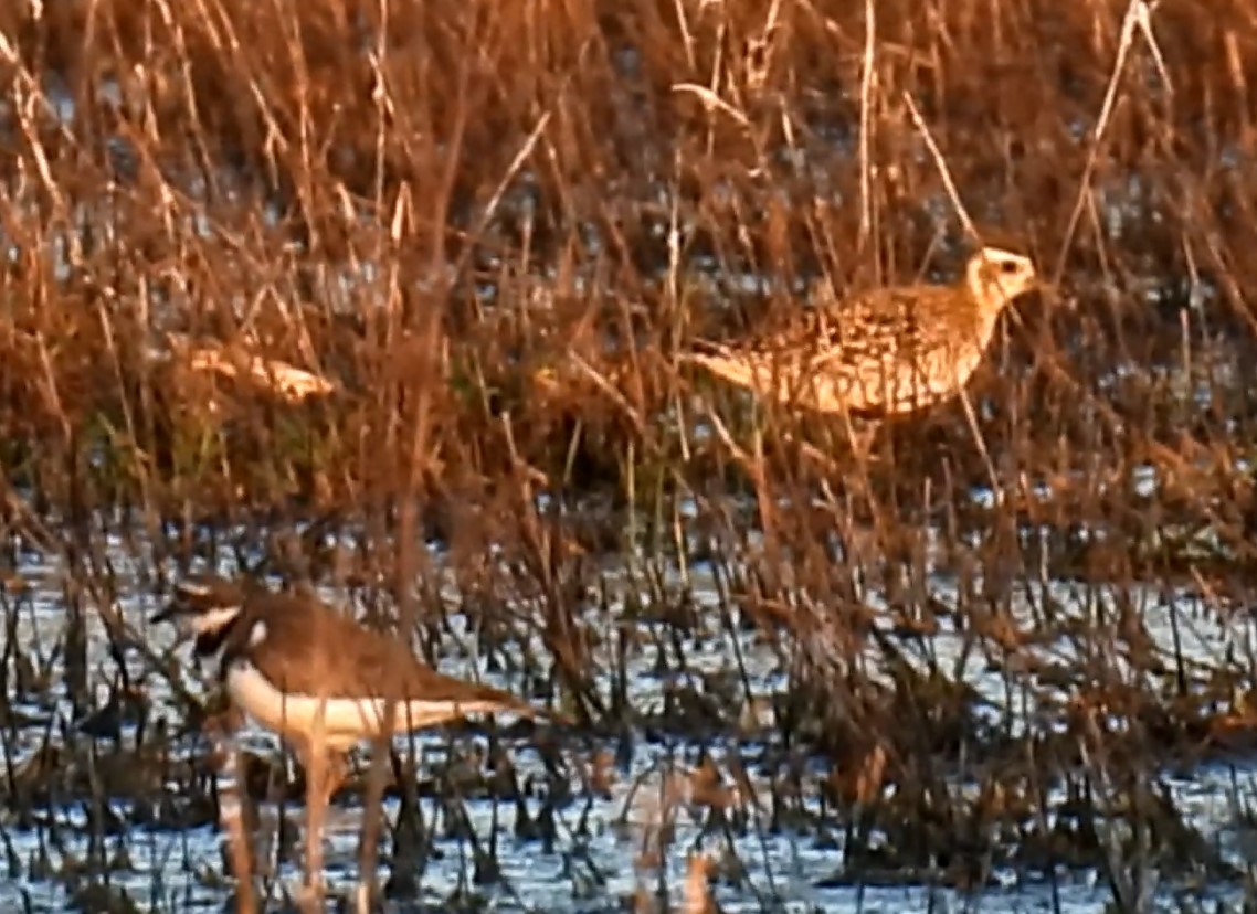 Pacific Golden-Plover - ML618753505