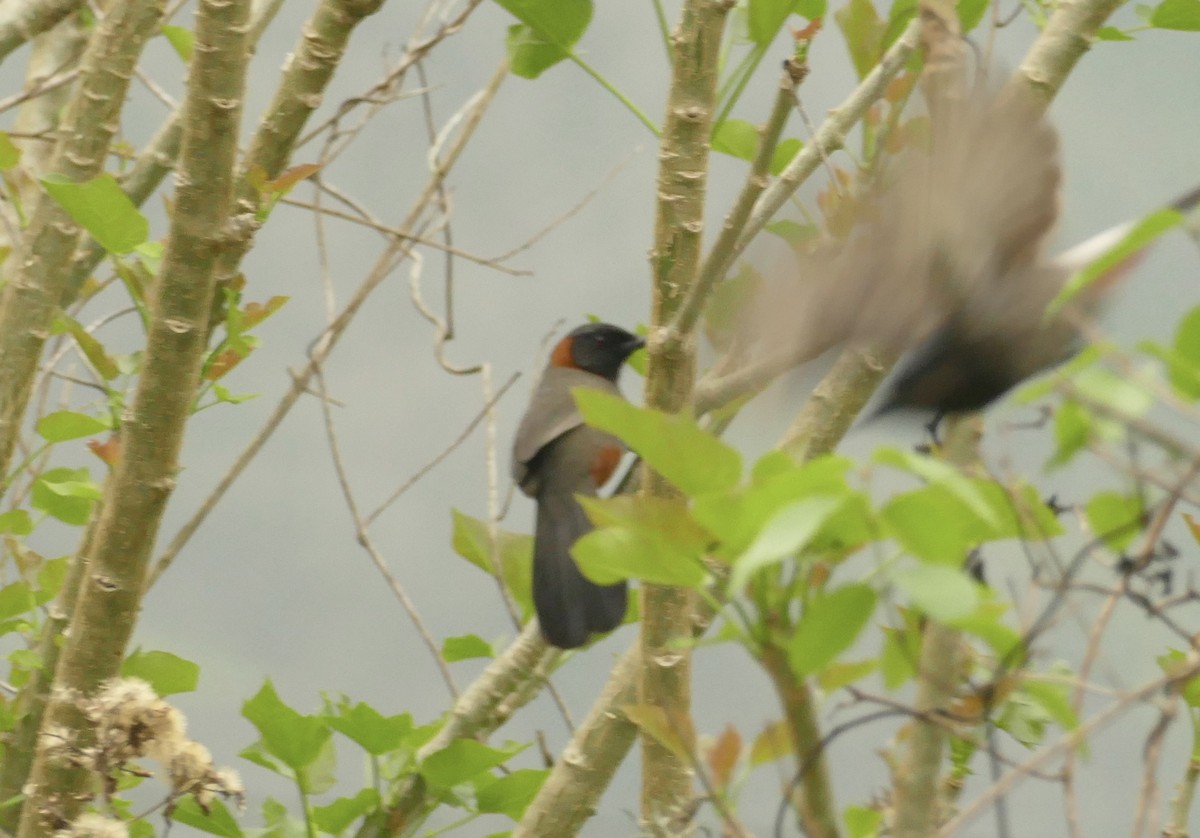 Rufous-necked Laughingthrush - ML618753514