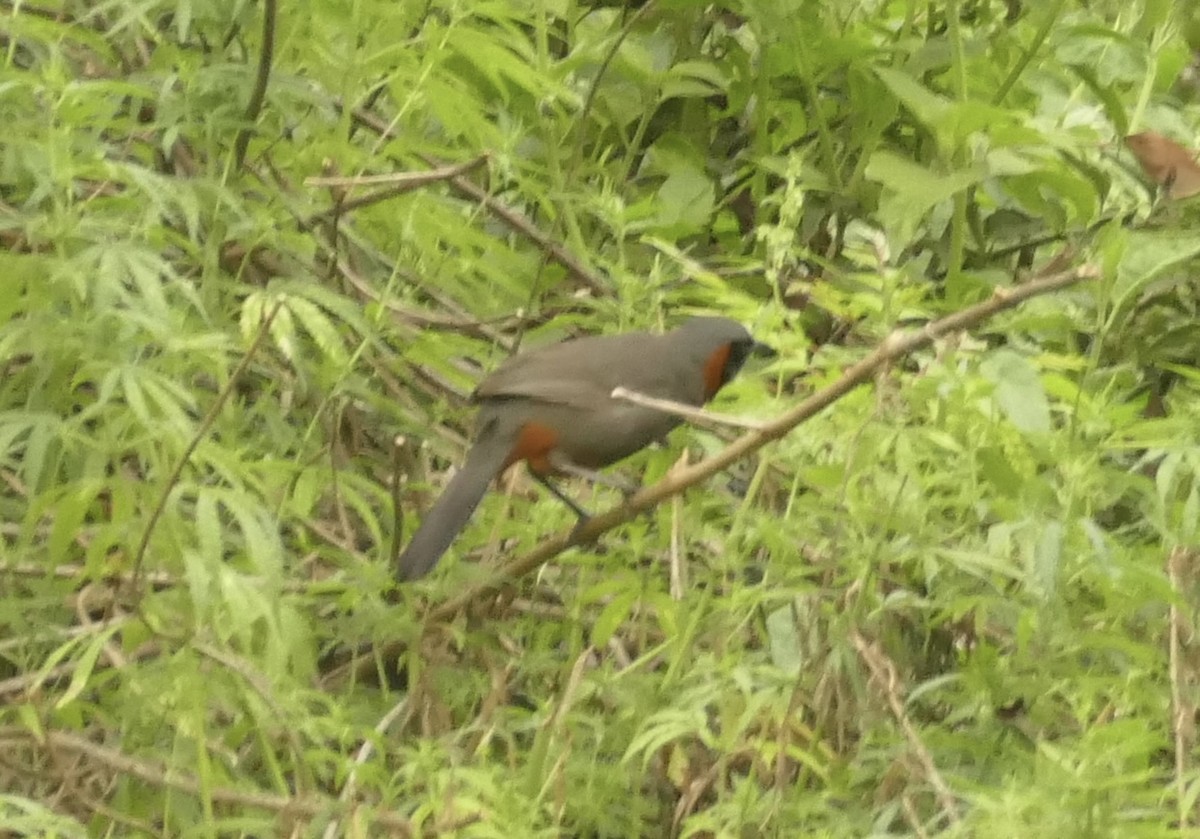 Rufous-necked Laughingthrush - Jean-Paul Boerekamps