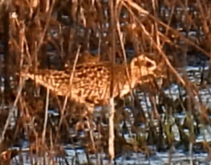 Pacific Golden-Plover - ML618753527