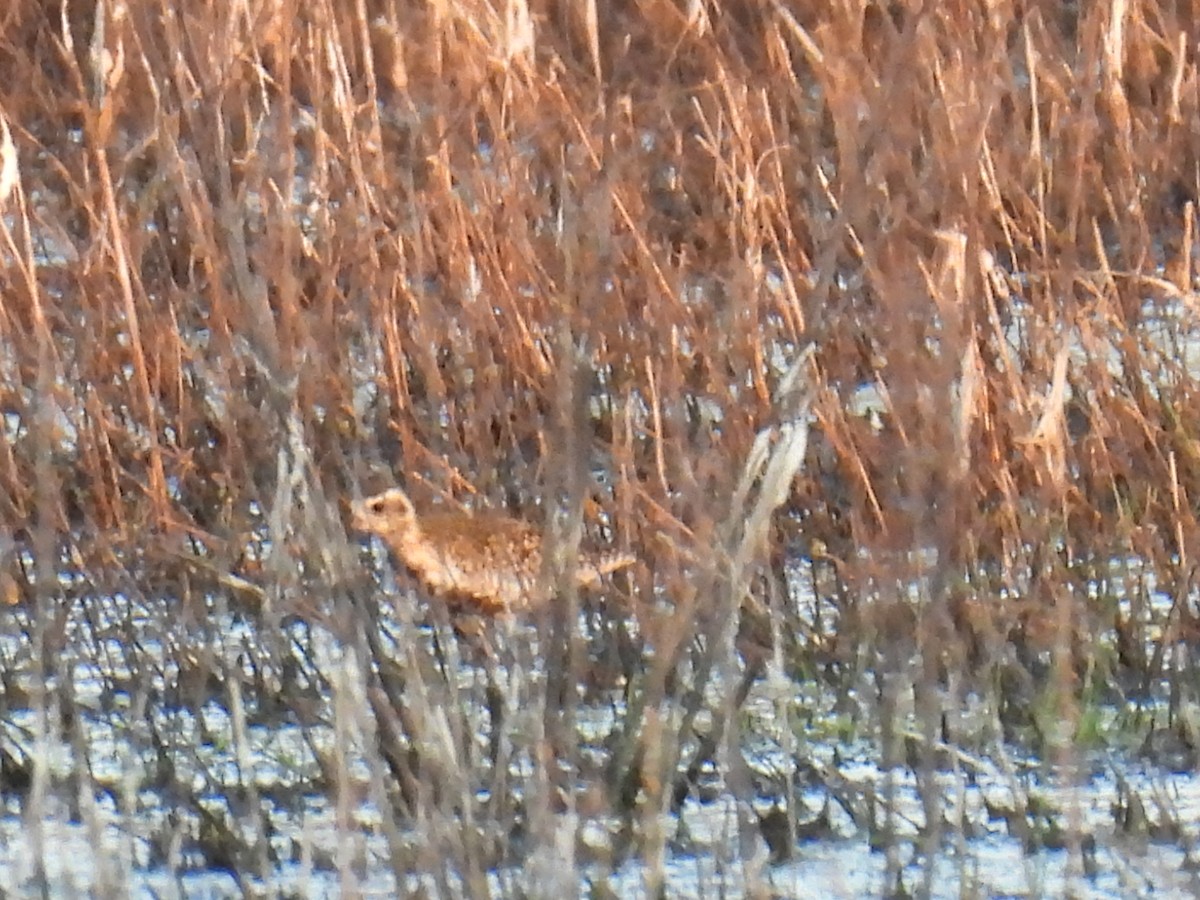 Pacific Golden-Plover - ML618753546