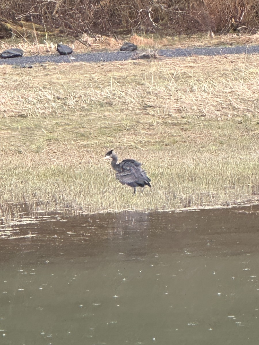 Great Blue Heron - ML618753572