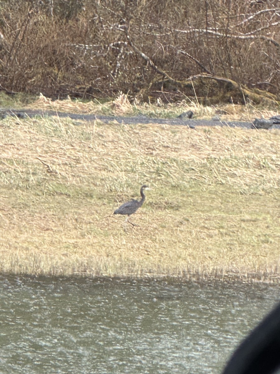 Great Blue Heron - ML618753573