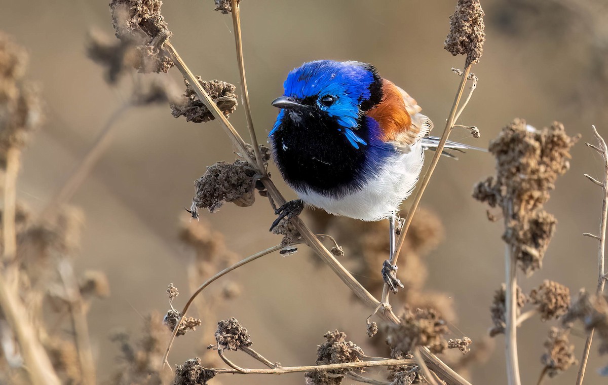 Purple-backed Fairywren - ML618753654