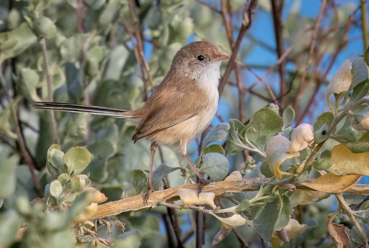 White-winged Fairywren - ML618753662