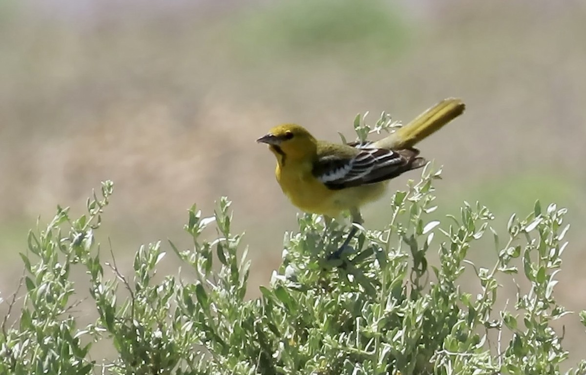 Bullock's Oriole - Petra Clayton