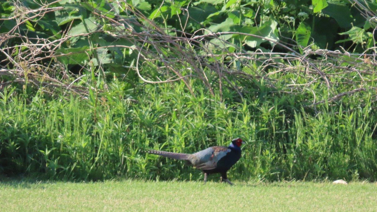 Green Pheasant - YUKIKO ISHIKAWA