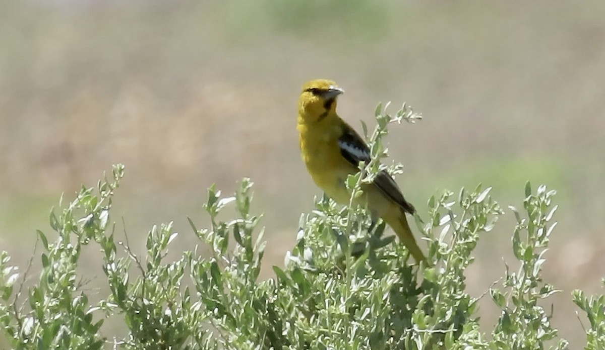 Bullock's Oriole - ML618753684