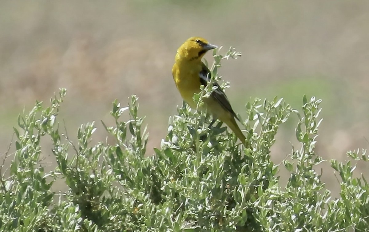 Bullock's Oriole - Petra Clayton