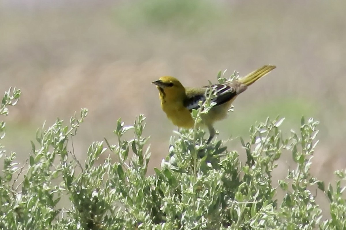 Bullock's Oriole - Petra Clayton