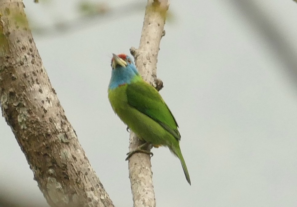 Blue-throated Barbet - ML618753719