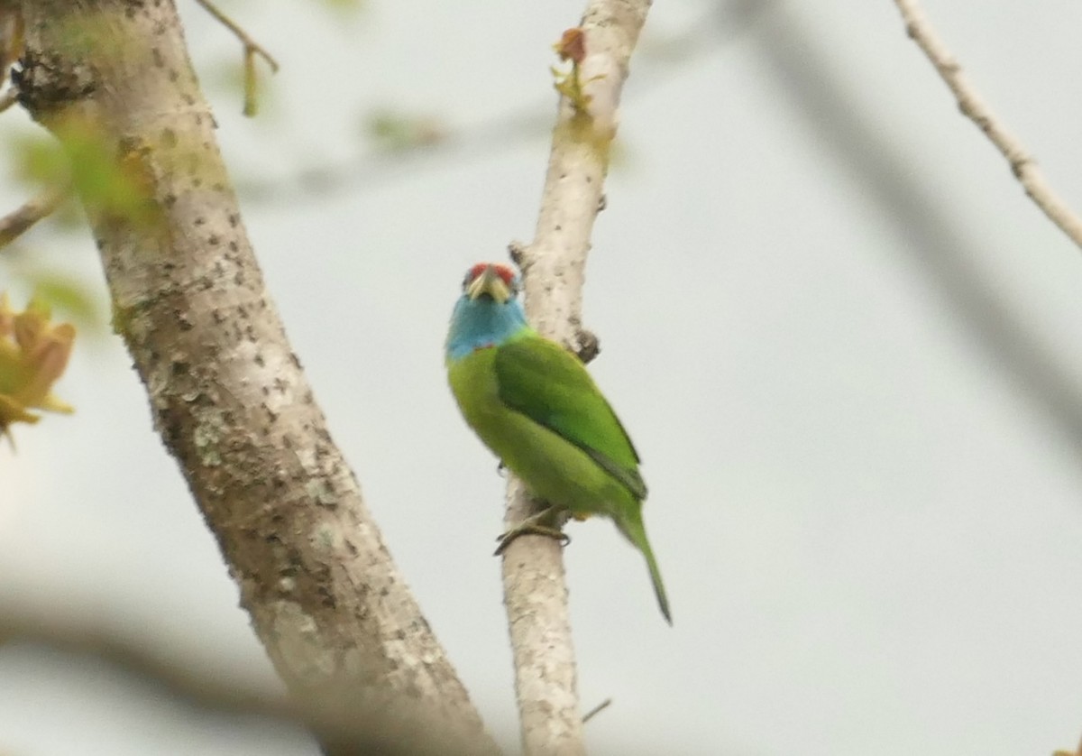 Blue-throated Barbet - ML618753720