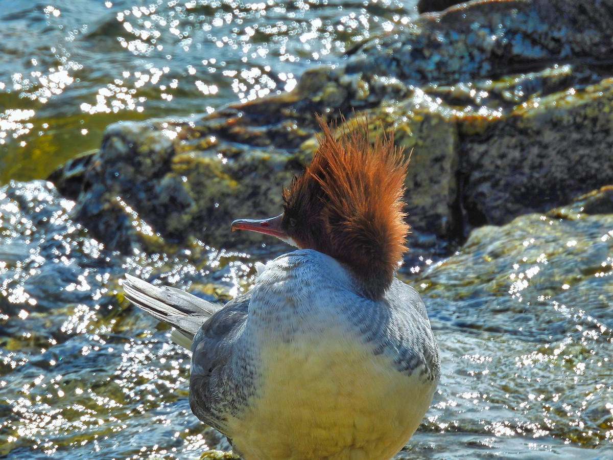 Common Merganser - Hunter Crooks