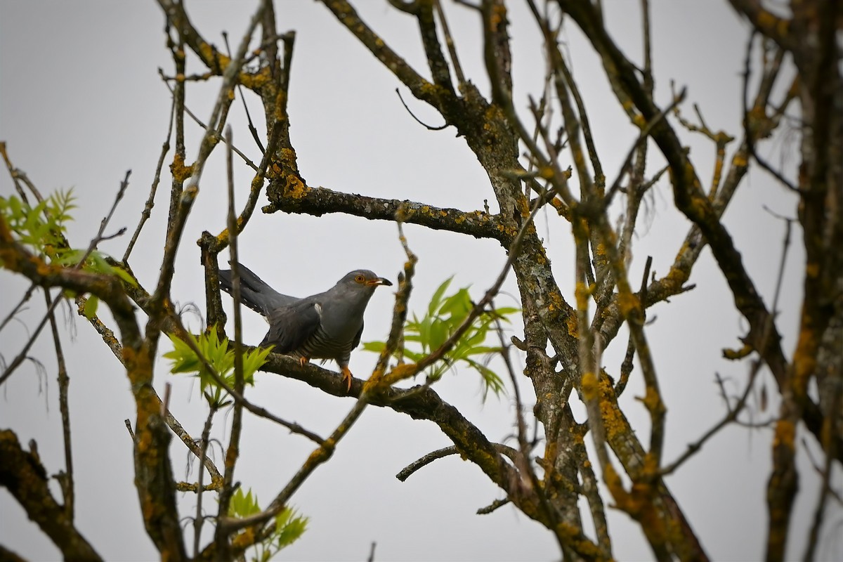 Common Cuckoo - Philipp Lütscher