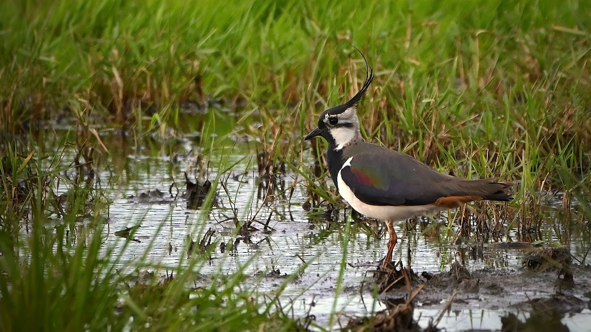 Northern Lapwing - Philipp Lütscher