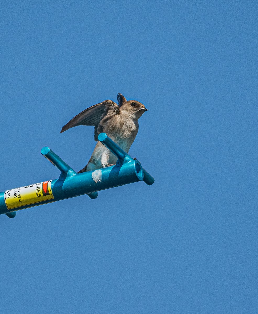 Northern Rough-winged Swallow - Sunny Zhang