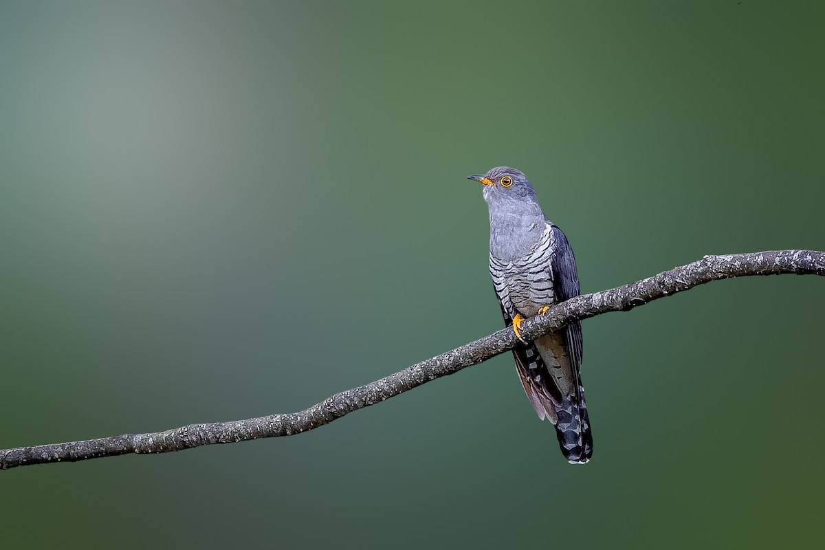 Himalayan Cuckoo - ML618753874