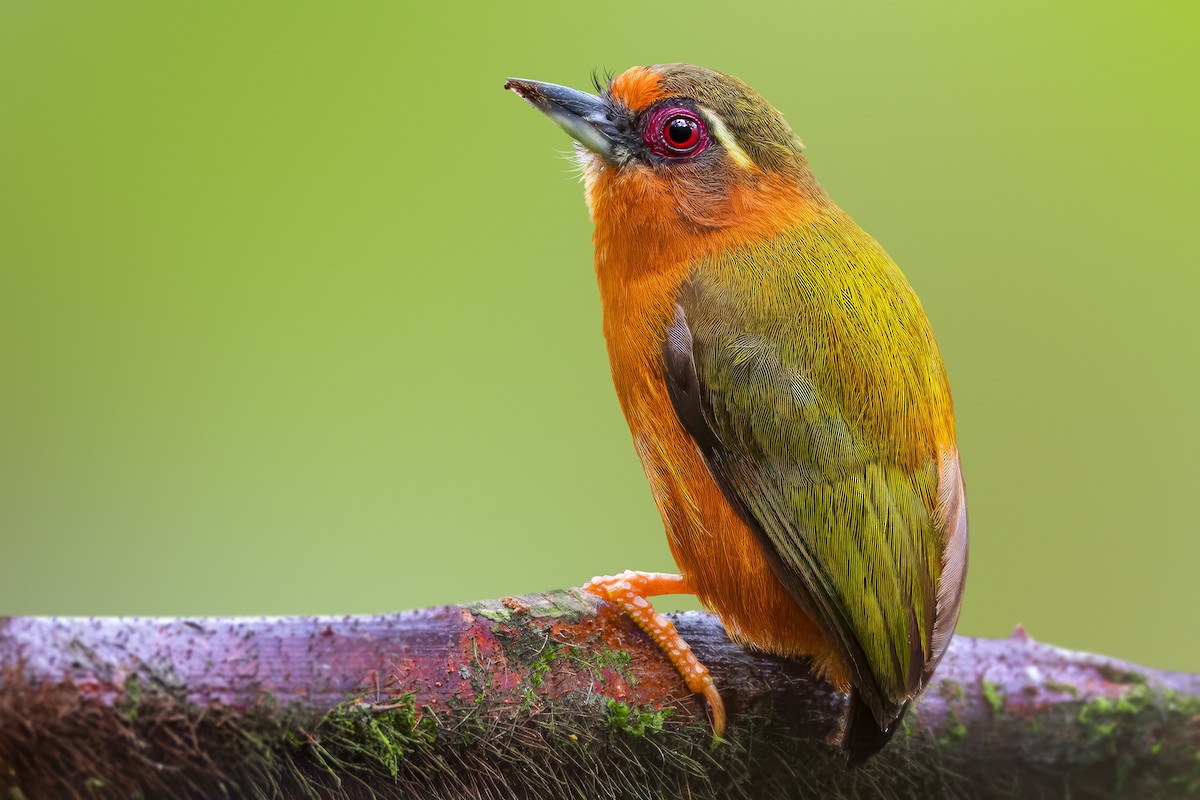 White-browed Piculet - Rahul Chakraborty