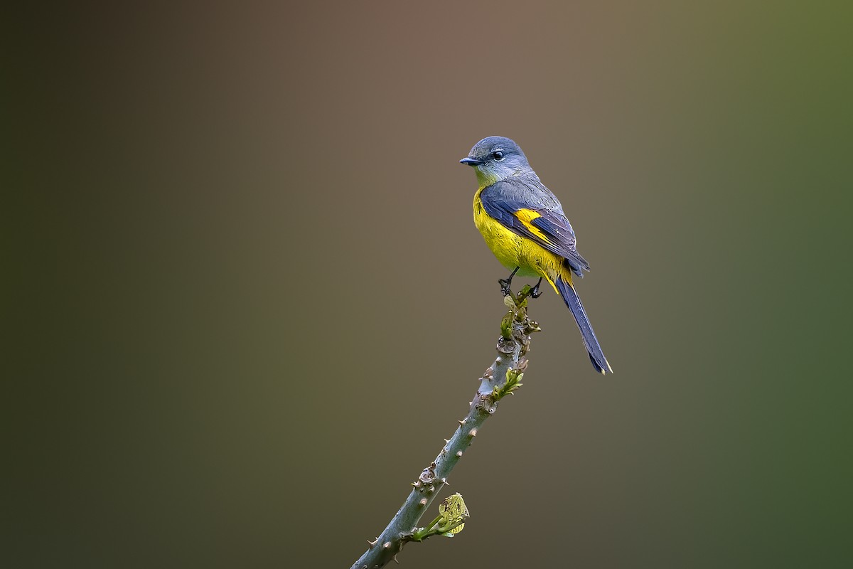 Gray-chinned Minivet - Rahul Chakraborty