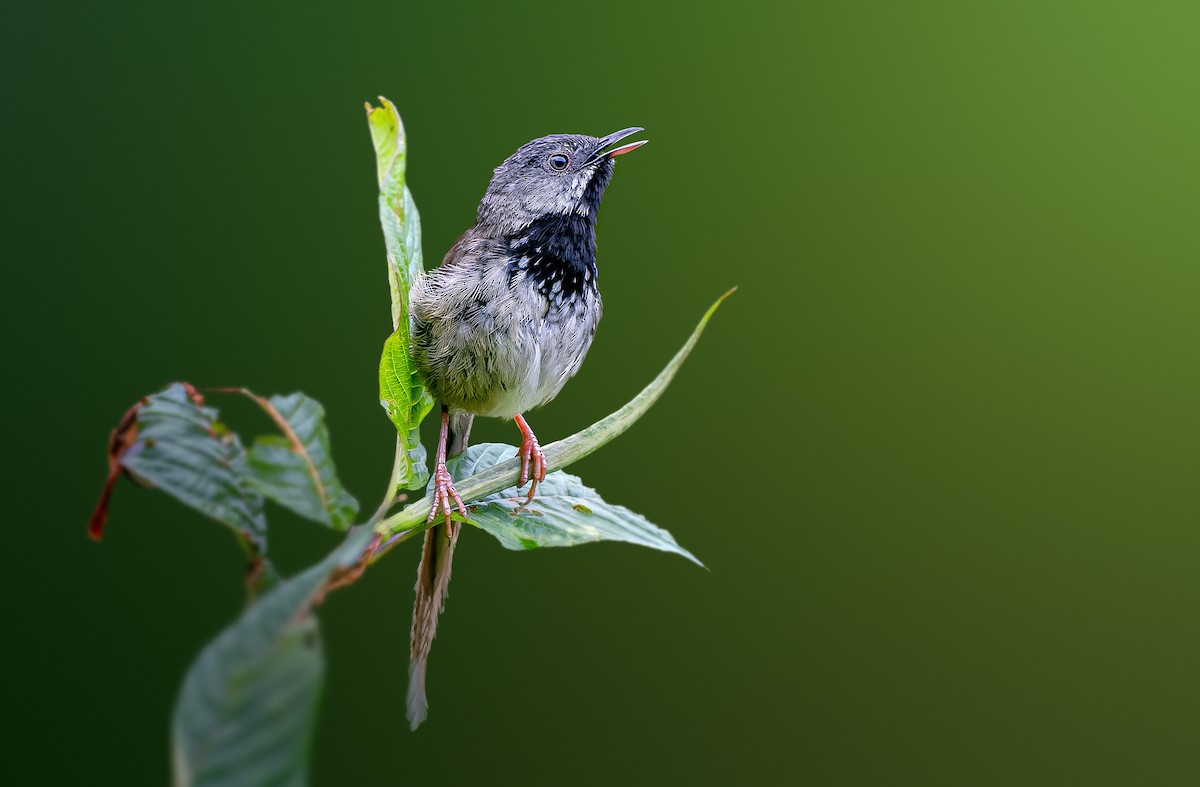 Black-throated Prinia - Rahul Chakraborty