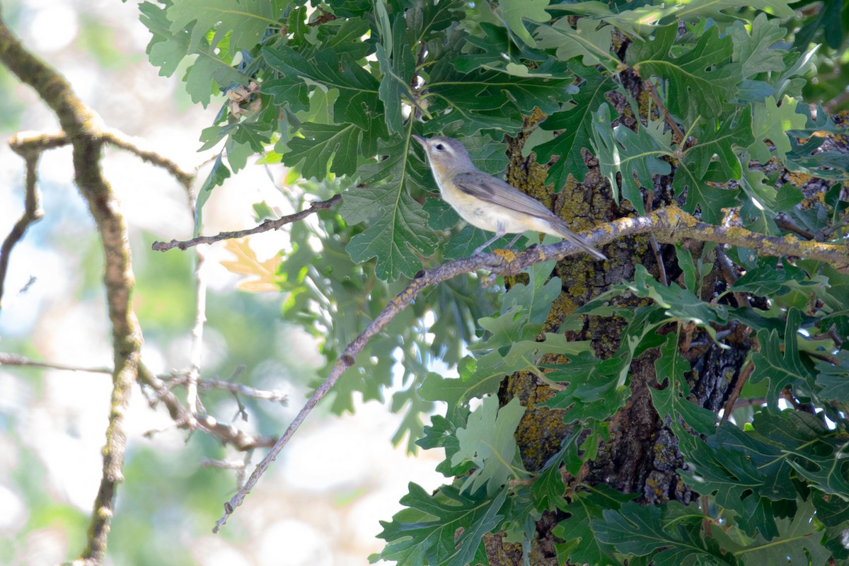 Warbling Vireo - ML618753958