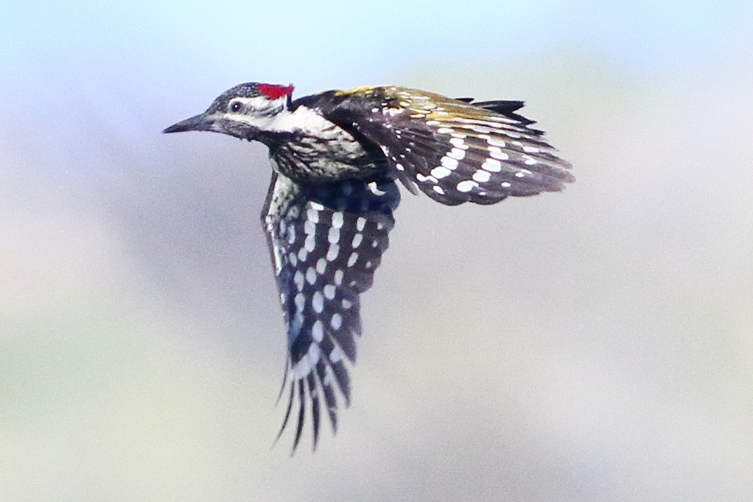 Black-rumped Flameback - ML618753976