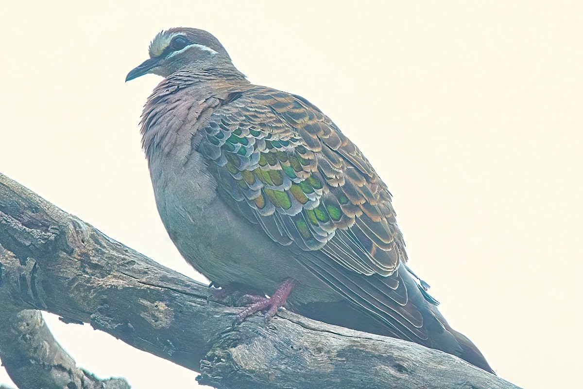 Common Bronzewing - ML618753979