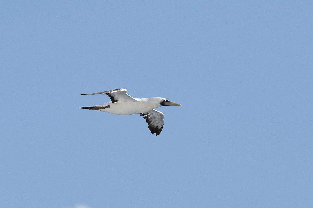 Masked Booby - ML618753993