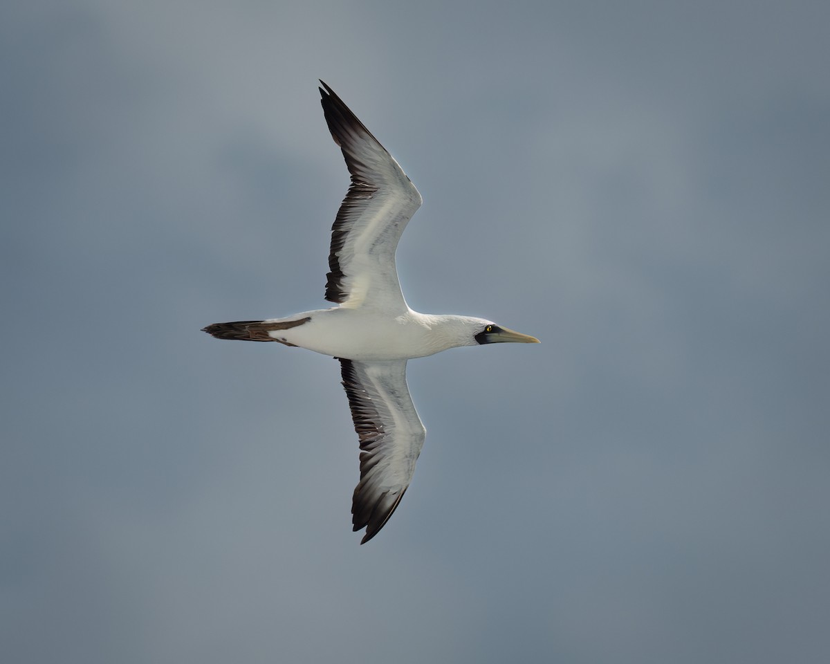 Masked Booby - ML618753994