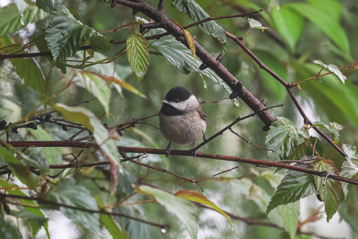 Black-bibbed Tit - ML618753996