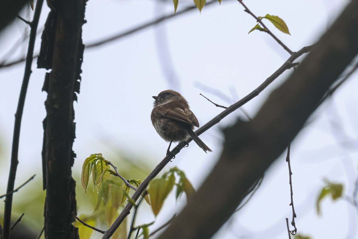 Sooty Tit - ML618753999