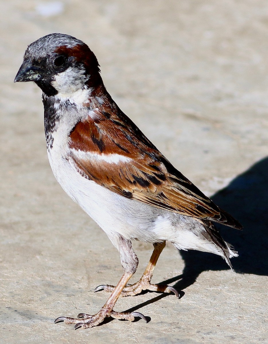 House Sparrow - ML618754001