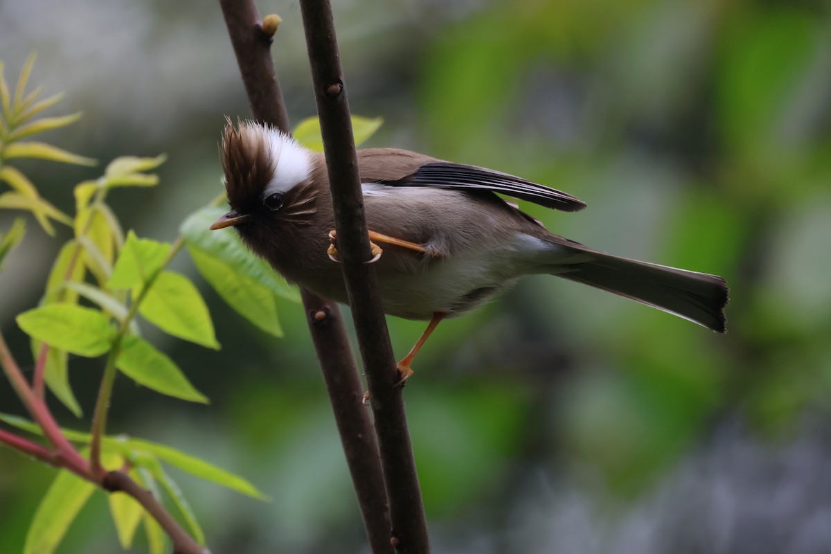 White-collared Yuhina - ML618754008