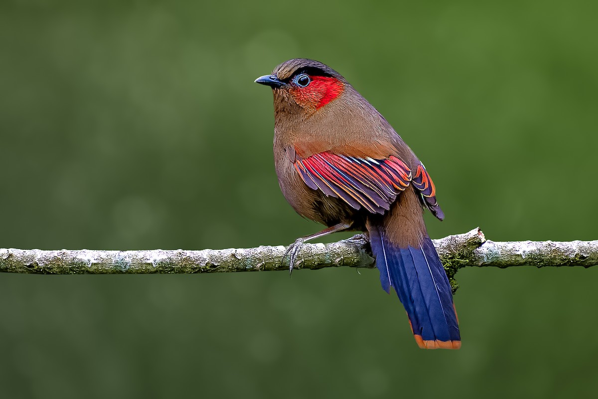 Red-faced Liocichla - Rahul Chakraborty