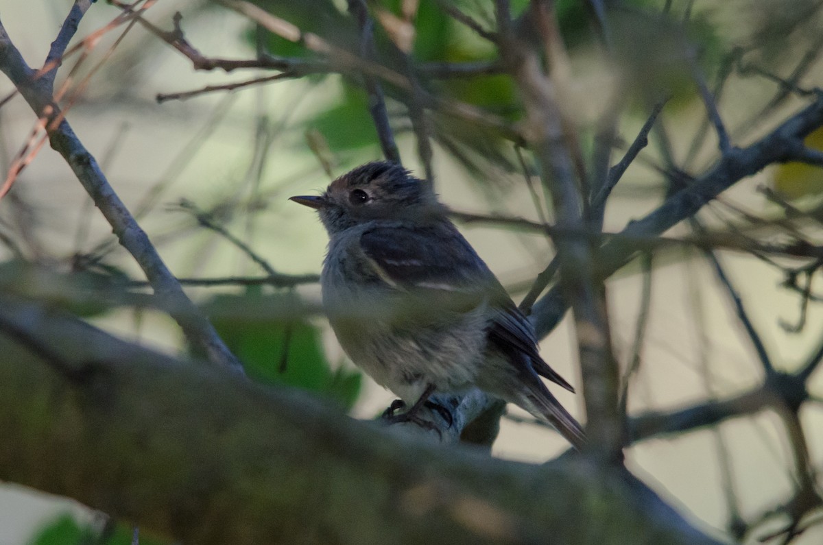 Dusky Flycatcher - ML618754096