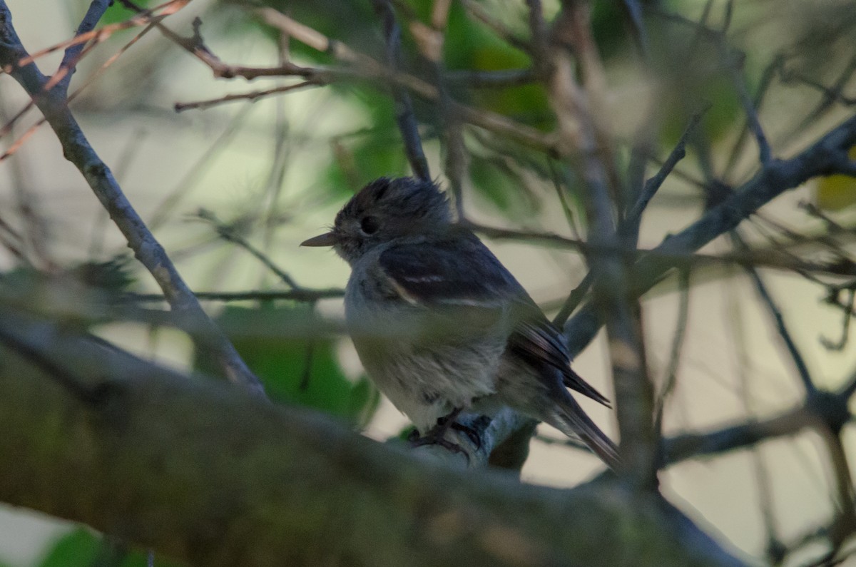 Dusky Flycatcher - ML618754101