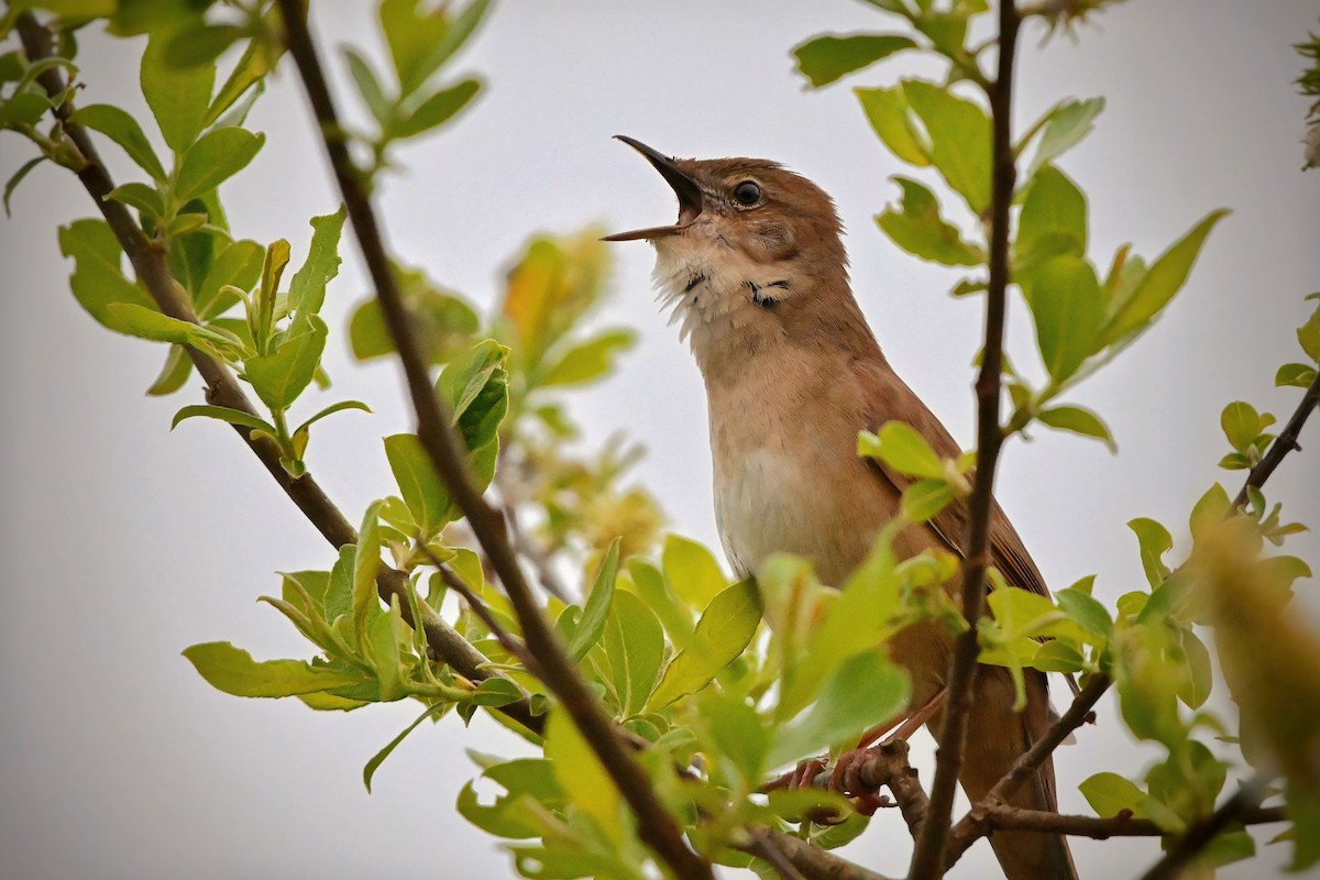 Savi's Warbler - ML618754106